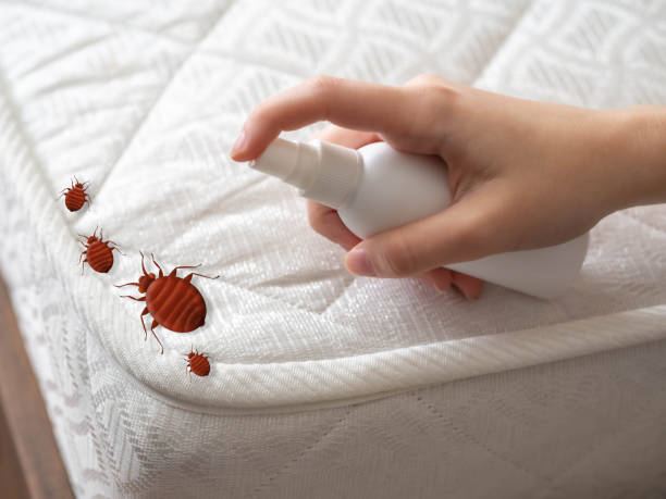 Best Spider Control Near Me  in Cleveland, TX